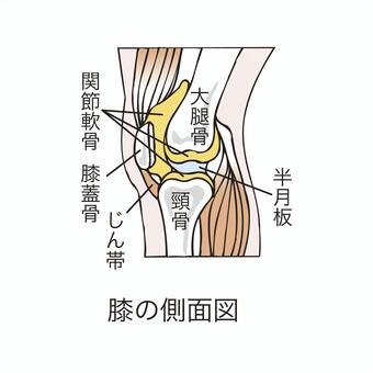 膝蓋骨,イメージ