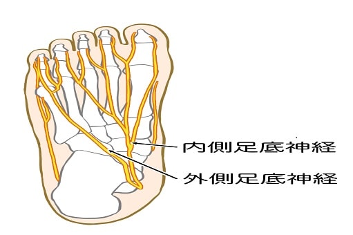 足の神経図,イメージ